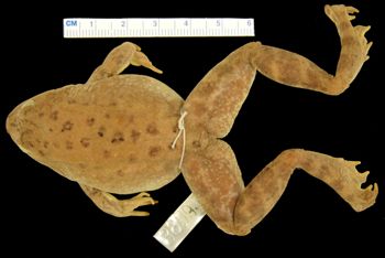Media type: image; Herpetology A-3899